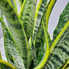 Image result for Uvaria laurentii