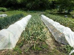 健康野菜 暇人主婦の家庭菜園 楽天ブログ