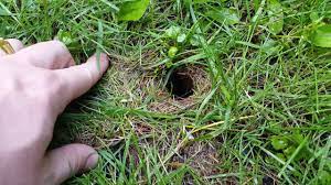 If you have lots of plants in your. How To Get Rid Of Chipmunks The Definitive Guide