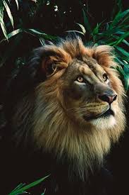 Kingdom Of The Ocean Fotografia Aslanlar Aslan Ve Hayvan