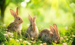 Comment Garder Les Lapins Hors De Votre Jardin Trucs Pratiques