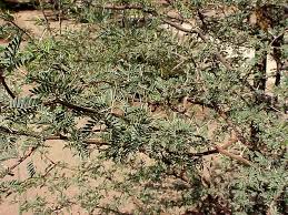 Image result for Acacia eriocarpa