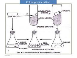 Tissue Culture