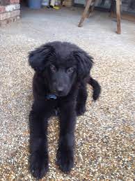 The labrador golden retriever mix is soft, loving, and intelligent. Daphne Our Black Lab Golden Retriever Mix Golden Retriever Mix Puppies Black Golden Retriever Puppy Mix