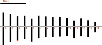 Image result for Cleome polyanthera