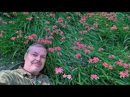 Image result for Freesia laxa