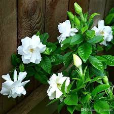 Gardenia Bushes 3gallon Etsy In 2020 Gardenia Plant Gardenia Bush Beautiful Flowers