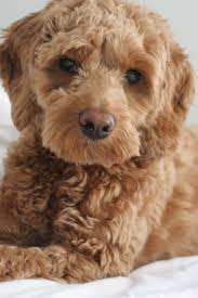 Scout Apricot Cockapoo At Seven Months Old Cockapoo Puppies Cockapoo Dog Cockapoo