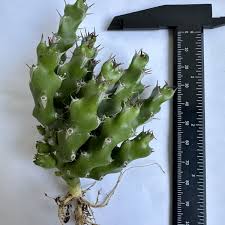 Image result for Euphorbia ramulosa