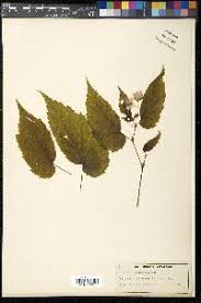 Image result for Begonia brevibracteata