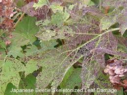Download 94 skeletonized leaves stock illustrations, vectors & clipart for free or amazingly low rates! Skeletonized Leaves Rosebuds With Chewed Petals Japanese Beetles Popillia Japonica Newman 1841 Papas Gardens