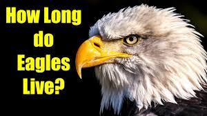 It had been banded in new york state in 1977. How Long Do Eagles Live Bald Eagle Facts Wild Revelation Outdoors