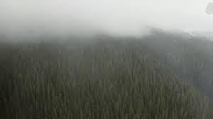 134 Misty Washington Woods Stock Video Footage