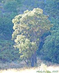 Image result for Faurea rochetiana