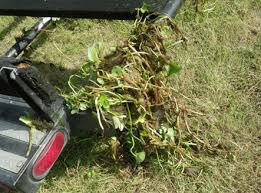 Before using any herbicide, it is essential to read the entire label to learn about its toxicity, restrictions, application. Herbicides In Aquatic Systems Intechopen