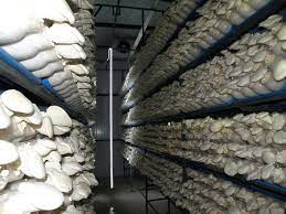 Check spelling or type a new query. Does Anyone Have Experience With The Use Of Led Lighting In The Cultivation Of Oyster Mushrooms