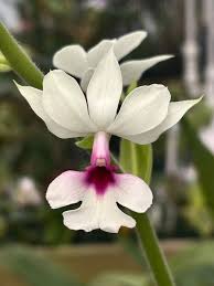 Image result for Calanthe