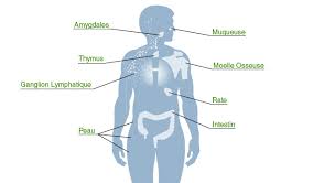 Keep stress in check with massage, meditation, yoga, biofeedback or hobbies. Faiblesse Immunitaire Immunodeficience Immunodepression