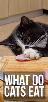 Food Archives The Happy Cat Site Cat Site Cats Happy Cat