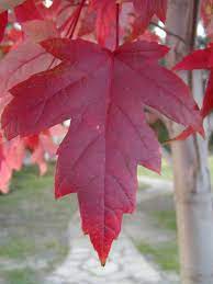 October Glory Maple Tree Dallas Texas Treeland Nursery Autumn Blaze Maple Flower Garden Shade Trees