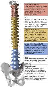Spinal Anatomy Medical Anatomy Human Anatomy And Physiology Spine Health