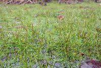 Image result for Marsileaceae