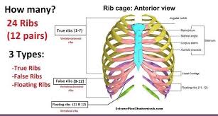 Individual ribs have a bony dorsal part, a body of rib, and ventral costal cartilage. In Vertebrate Anatomy Ribs Latin Dr Khalid Mannan Mds Facebook
