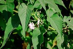 Image result for Ipomoea carnea