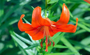 Maybe you would like to learn more about one of these? 15 Types Of Lily Flowers For Your Garden