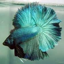 17437 sw rose petal ln was last sold on feb 10, 2006 for $210,950. Rosetail Betta Betta Splendens Wiki Fandom