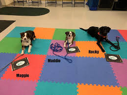 Ava loves paws pet resort!!! American Kennel Club Come Sit Stay Pet Resort