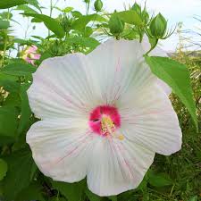 Hibiscus X Moscheutos Peppermint Flare Hibiscus Des Marais Blanc Et Rose Les pieds dans l'eau ou en pot toujours humide. eur