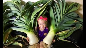 The leek has been in cultivation for many leeks will grow in almost all soils which are moisture retentive, without being badly drained. How To Grow Giant Leeks Youtube