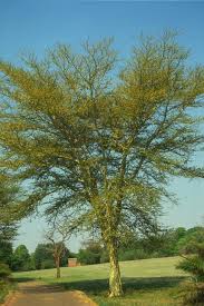 Image result for Acacia xanthophloea