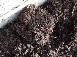 There are five factors that participate in the formation of the soil. Soil Biology Wikipedia