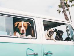 We did not find results for: Prag Mit Hund Ein Besonderer Stadtetrip Vawidoo