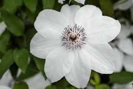 Other common names clematis 'miss bateman'. Clematis Miss Bateman Bbc Gardeners World Magazine
