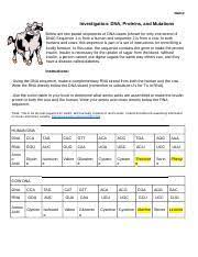 A molecule of dna consists of two chains that are wrapped during translation, mrna is converted to protein. Investigation Dna Proteins And Mutations Docx Name Investigation Dna Proteins And Mutations Below Are Two Partial Sequences Of Dna Bases Shown For Course Hero