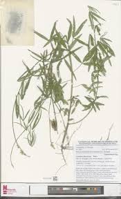 Image result for Crotalaria cylindrocarpa