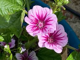 Image result for Malva sylvestris
