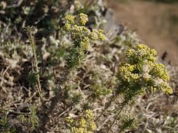 Image result for Eschenbachia stricta