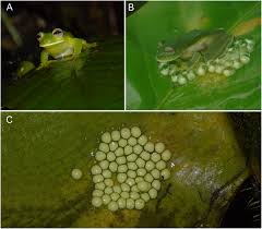 Brownsville, tx find on map >> owner: The Poverty Of Adult Morphology Bioacoustics Genetics And Internal Tadpole Morphology Reveal A New Species Of Glassfrog Anura Centrolenidae Ikakogi From The Sierra Nevada De Santa Marta Colombia