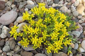 This is a perfect plant to keep indoors. Sedum How To Grow Plant Care For Stonecrop Plants Garden Design