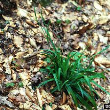 Image result for Scleria laxiflora