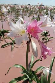 Image result for Crinum paludosum