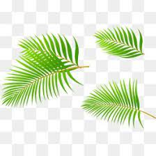 Palm Leaves Leaf Green Coconut Leaves Png Transparent Clipart Image And Psd File For Free Download Coconut Leaves Leaves Leaf Clipart