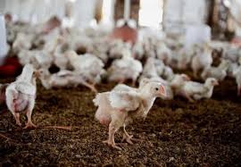 25 Million Chickens Killed Every Day In America This Baby Bird Will Be Slaughtered When She Is Only 6 Weeks Old This Animals Factory Farming Humane Society
