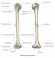 This is a 3d model of a human bone anatomy. Premium Vector Anatomy Of Upper Human Arm Bones Hand Drawing Vintage Style Human Humerus