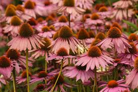 Image result for Echinacea purpurea `Magnus`