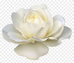 3,237 free images of roses background. Doodle Png Rose Doodle White Rose Png White Roses Transparent Png 7798x6333 242150 Pngfind